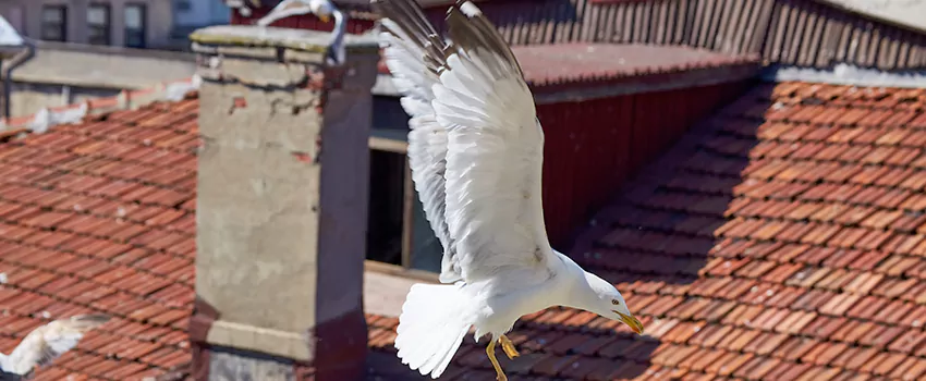 Residential Chimney Animal Removal Solution in Mint Hill, NC
