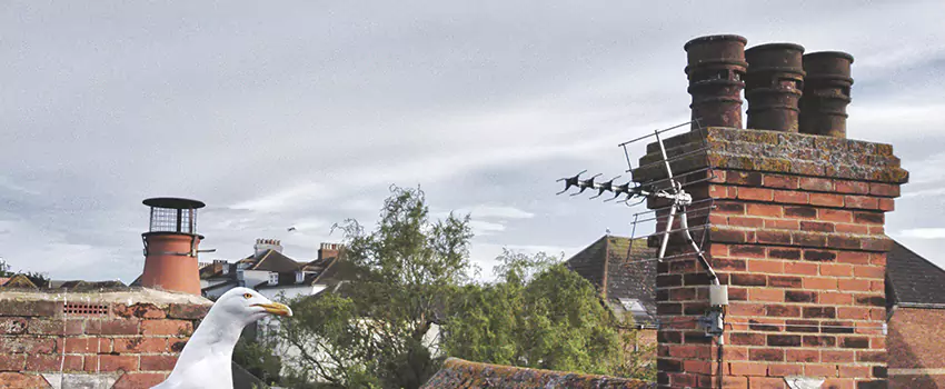 Chimney Cleaning And Restoration in Mint Hill, North Carolina